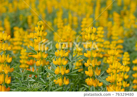 Lupine field on the Kashiwabara coast in Higashikushira Town, Kagoshima Prefecture, yellow lupine in full bloom Lupine field on the Kashiwabara coast in Higashikushira Town, Kagoshima Prefecture, yellow lupine in full bloom 76329480