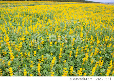 鹿兒島縣東岸町柏原海岸的羽扇豆田，盛開的黃羽扇豆 76329481