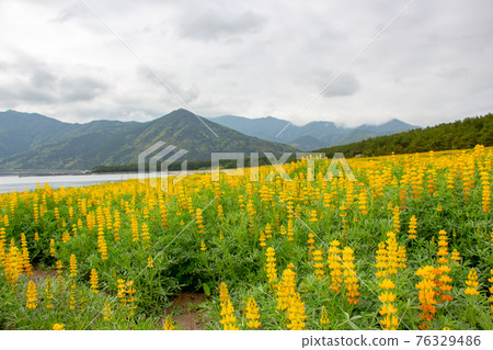 鹿兒島縣東岸町柏原海岸的羽扇豆田,盛開的黃羽扇豆 鹿兒島縣東岸町柏原海岸的羽扇豆田,盛開的黃羽扇豆 76329486