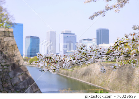 Osaka Castle Park: Cherry blossoms in full bloom and Osaka Castle 76329659