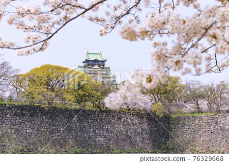 大阪城公園：盛開的櫻花和大阪城 76329668