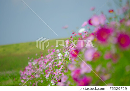 Scenery of the blue sky and the bank where rape blossoms bloom Scenery of the blue sky and the bank where rape blossoms bloom 76329729