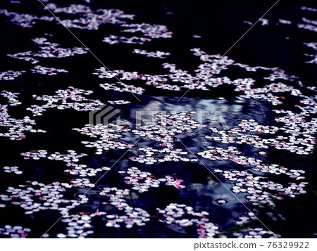 漂浮在水面上的櫻花花瓣（播磨屋橋公園吉野櫻花筏） 76329922