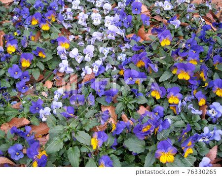 Various kinds of purple viola flowers 76330265