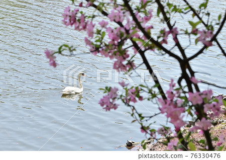 Swan in Marugame Castle, Kagawa Prefecture, Shikoku Swan in Marugame Castle, Kagawa Prefecture, Shikoku 76330476