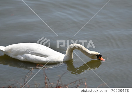 Swan in Marugame Castle, Kagawa Prefecture, Shikoku Swan in Marugame Castle, Kagawa Prefecture, Shikoku 76330478