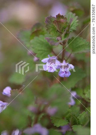 Oyster flower flowers 76330667