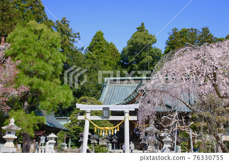Sakura at Odaka Shrine (Minamisoma City, Fukushima Prefecture) 76330755