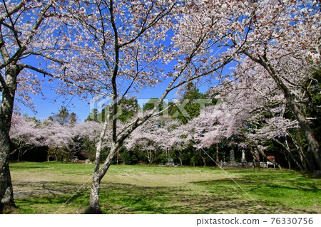 Sakura at Odaka Shrine (Minamisoma City, Fukushima Prefecture) 76330756
