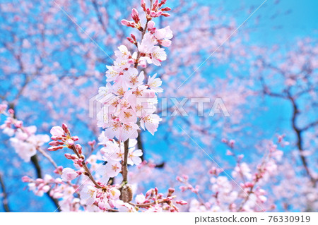 Beautifully blooming Edo Higan cherry blossoms and the sky 76330919