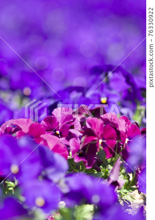 一朵紅色的三色堇在紫色的三色堇中間盛開。 一朵紅色的三色堇在紫色的三色堇中間盛開。 76330922