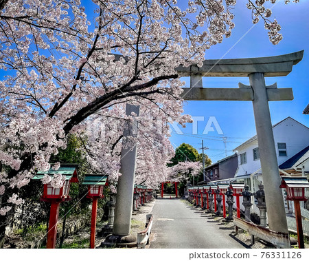 前往附近神社盛開的櫻花樹 76331126