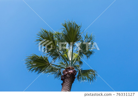 A shroud tree 76331127