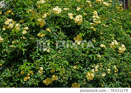 Mockybara (rosewood) 76331279