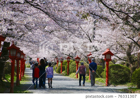 鈴見丘八幡神社的櫻花(福島縣相馬市) 鈴見丘八幡神社的櫻花(福島縣相馬市) 76331307