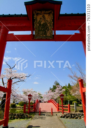 Sakura at Suzumigaoka Hachiman Shrine (Soma City, Fukushima Prefecture) Sakura at Suzumigaoka Hachiman Shrine (Soma City, Fukushima Prefecture) 76331310