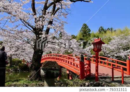 Sakura at Suzumigaoka Hachiman Shrine (Soma City, Fukushima Prefecture) Sakura at Suzumigaoka Hachiman Shrine (Soma City, Fukushima Prefecture) 76331311