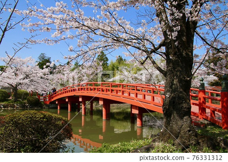 Sakura at Suzumigaoka Hachiman Shrine (Soma City, Fukushima Prefecture) Sakura at Suzumigaoka Hachiman Shrine (Soma City, Fukushima Prefecture) 76331312