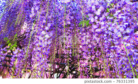 紫藤花藍天風景（2021年4月） 76331395