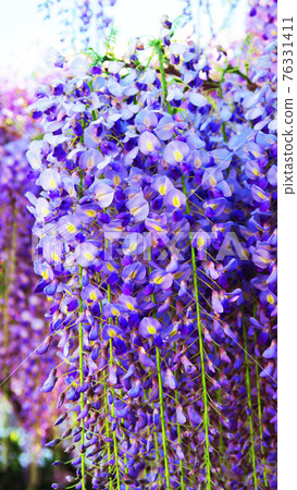 Landscape of wisteria flowers and blue sky (April 2021) 76331411