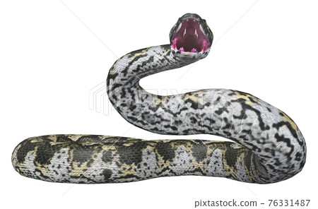 Boa Constrictor isolated on white background 76331487