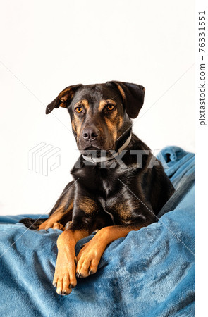 breedless dog portrait, black mixed breed canine looking straight ahead 76331551
