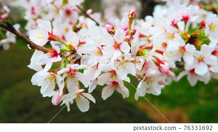 櫻花景觀 76331692