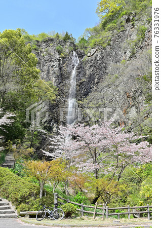 Mitoyo City, Kagawa Prefecture, Shikoku Fudo Waterfall and Sakura 76331976