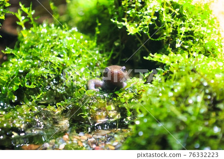 A small newt looking at you from among the algae A small newt looking at you from among the algae 76332223