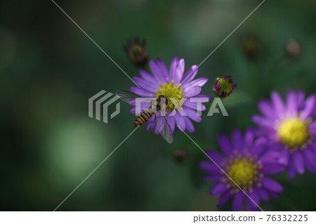 橘子果醬蚜蠅吮吸野生藍菊花的蜂蜜 橘子果醬蚜蠅吮吸野生藍菊花的蜂蜜 76332225