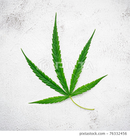 Fresh cannabis leaves  set up on white concrete background. 76332456
