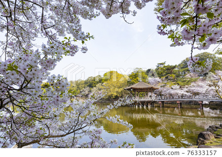 Ukimido in full bloom in Nara Park Ukimido in full bloom in Nara Park 76333157