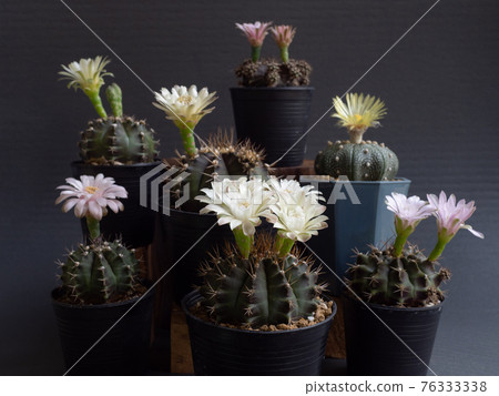 Cactus flower assorted various colours gymnocalycium and Astrophytum cactus flower Cactus flower assorted various colours gymnocalycium and Astrophytum cactus flower 76333338