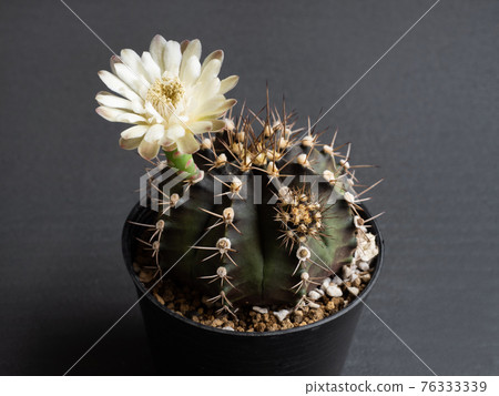 Cactus flower light yellow colours full bloom gymnocalycium cactus flowers Cactus flower light yellow colours full bloom gymnocalycium cactus flowers 76333339