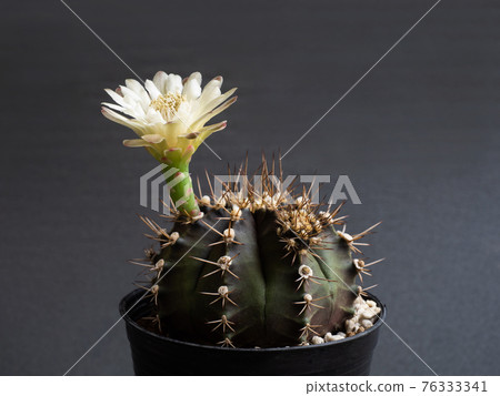 Cactus flower light yellow colours full bloom gymnocalycium cactus flowers Cactus flower light yellow colours full bloom gymnocalycium cactus flowers 76333341