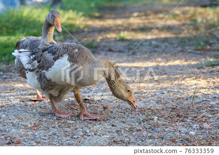 Close up body brown goose is walking in farm at thailand Close up body brown goose is walking in farm at thailand 76333359