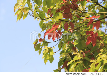 Camphor tree Green leaves and autumn leaves 76333439