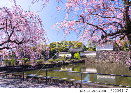 《東京》皇居的垂枝櫻，大手門 76334147