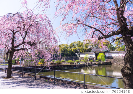 《東京》皇居的垂枝櫻,大手門 《東京》皇居的垂枝櫻,大手門 76334148