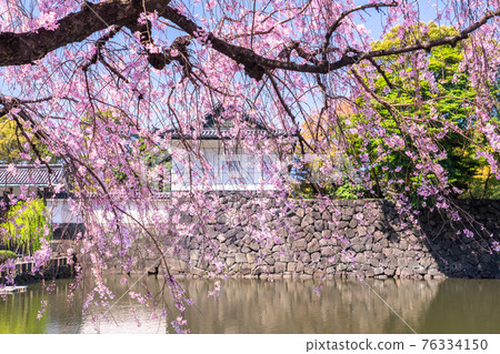 《東京》皇居的垂枝櫻，大手門 76334150