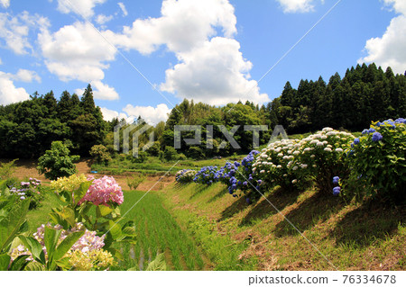 Nose Satoyama and Hydrangea Nose Satoyama and Hydrangea 76334678