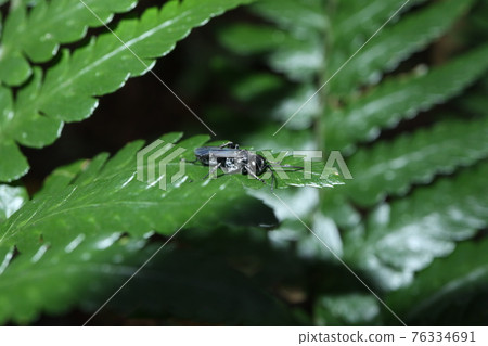 蜘蛛蜂? 蜘蛛蜂? 76334691