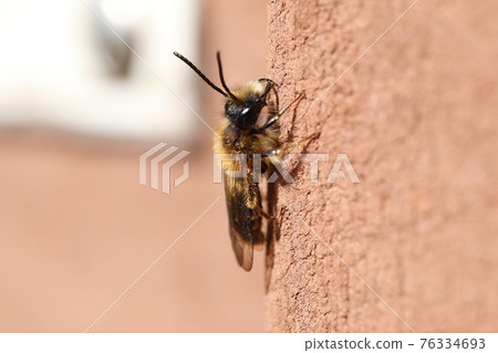 Andrenidae蜜蜂日光浴 76334693