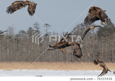 Lake Furen winter scenery Lake Furen winter scenery 76335456