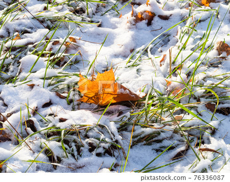 maple leaf lit by sun on green lawn with snow maple leaf lit by sun on green lawn with snow 76336087