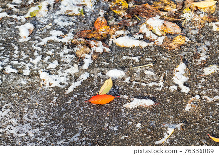 frozen fallen leaves on surface of street close up frozen fallen leaves on surface of street close up 76336089