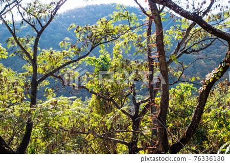 green acacia trees in mountain forest of Seoraksan green acacia trees in mountain forest of Seoraksan 76336180
