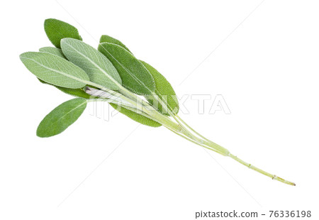 single twig of sage herb cutout on white 76336198