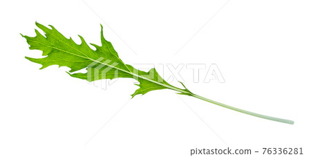 green leaf of mizuna (Japanese leaf cabbage) 76336281