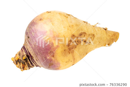 fresh rutabaga vegetable root cutout 76336290